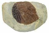 Fossil Leaf (Beringiaphyllum) - Montana #270999-1